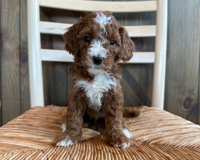 Goldendoodles bred in in Iowa by Poodles 2 Doodles