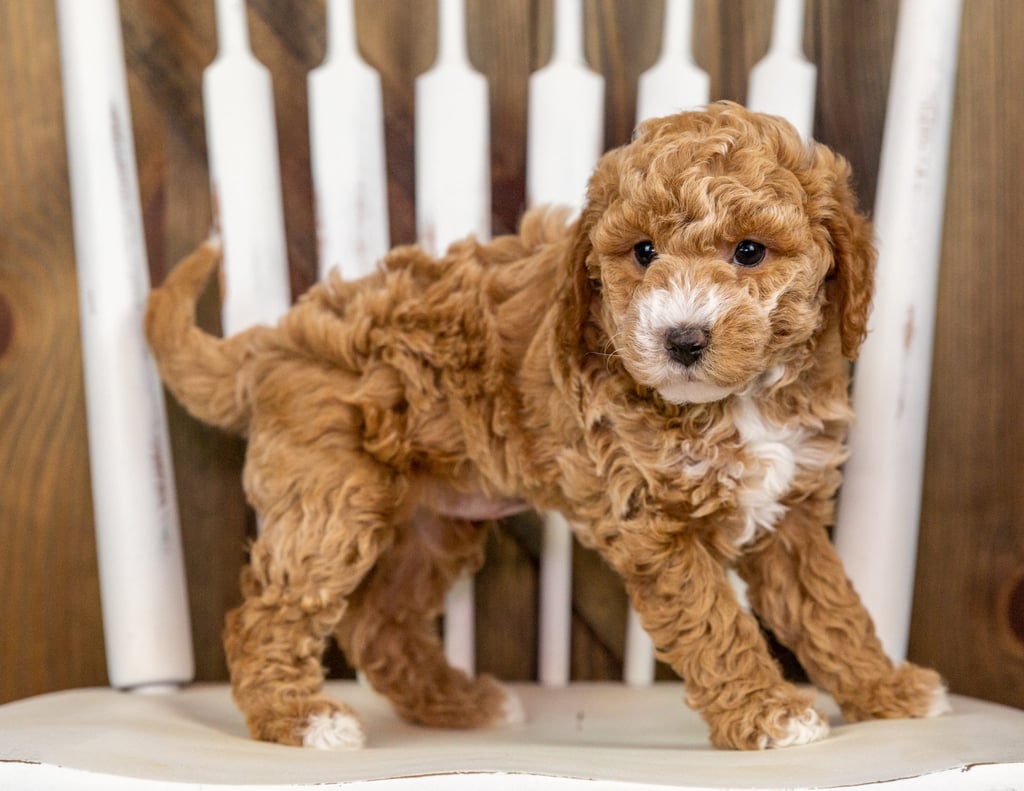 Queenie is a Mini Goldendoodle Puppy Sold As Of 10/07/2020