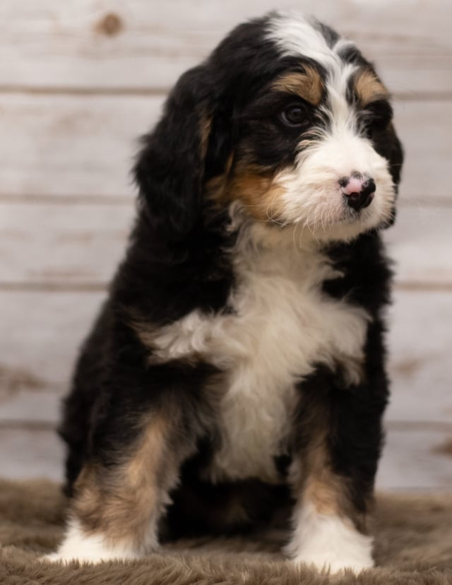 Ink came from Kiaya and Bentley's litter of F1 Bernedoodles