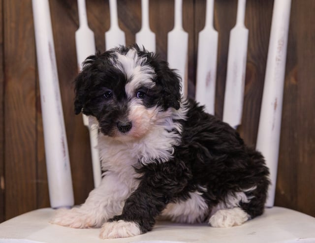 Rachel is an F1 Sheepadoodle that should have  and is currently living in Iowa