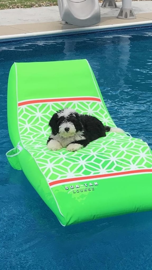 This litter of Sheepadoodles are of the F1 generation.