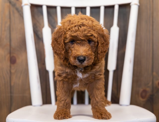 Gorgeous  Goldendoodles available for sale!