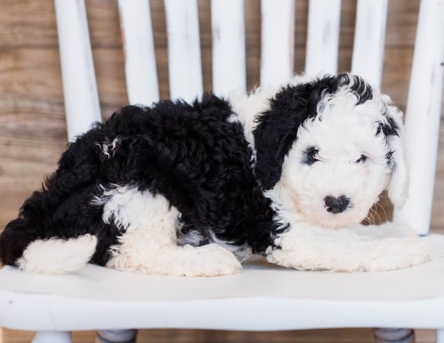 Blair is an F1 Sheepadoodle that should have  and is currently living in California