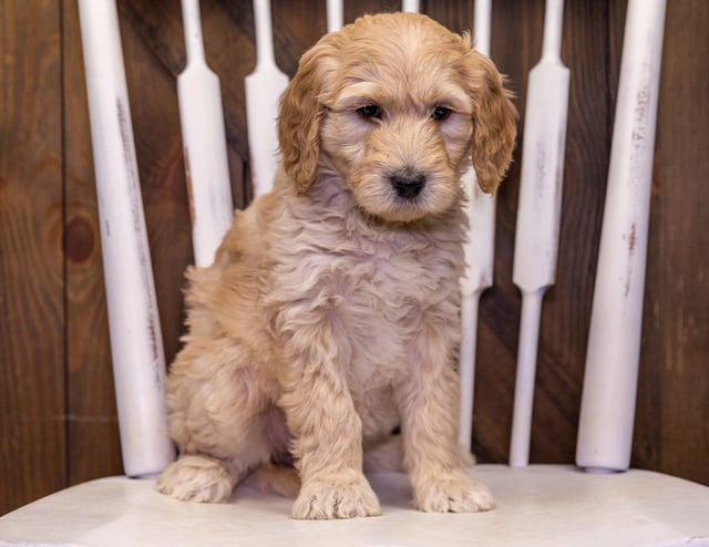 A picture of a Tina, one of our Standard Goldendoodles puppies that went to their home in Florida