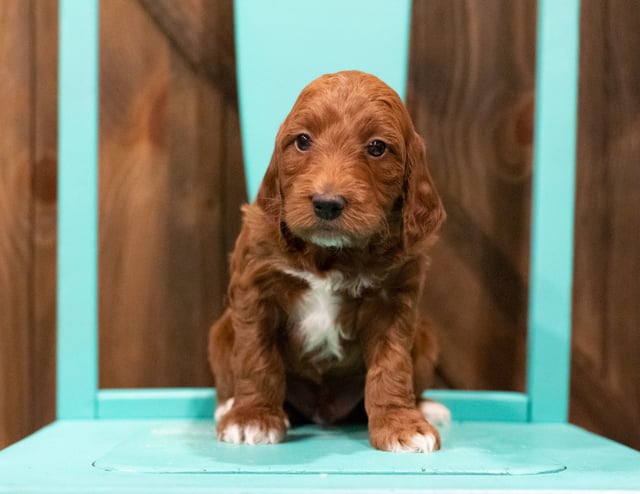 Fudge came from Rylee and Reggie's litter of F1 Irish Doodles