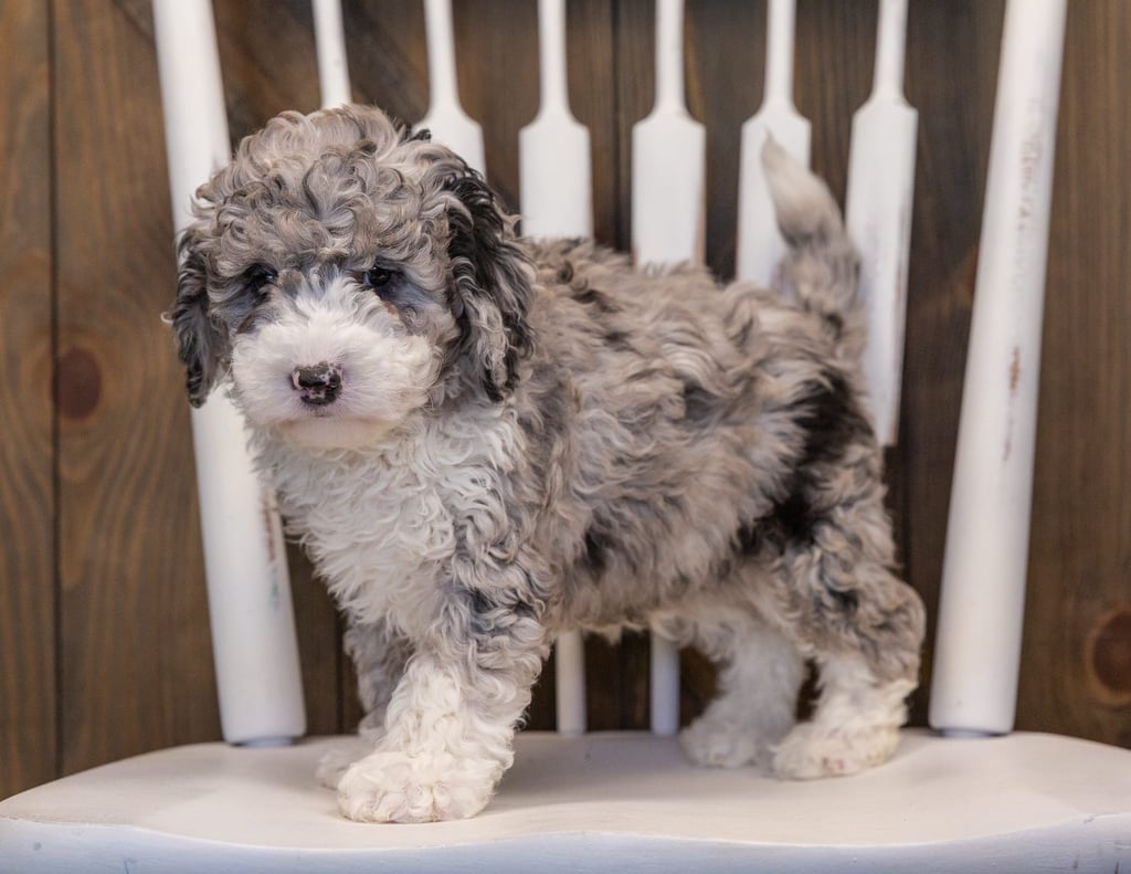Quincy is an F1B Sheepadoodle that should have  and is currently living in California