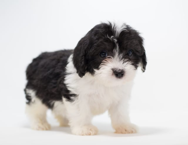 Gabi is an F1 Sheepadoodle for sale in Iowa.