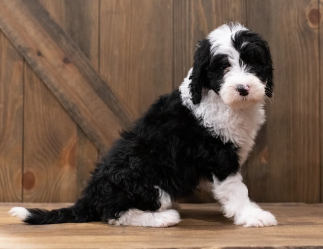 Zuma is an F1 Sheepadoodle that should have  and is currently living in California