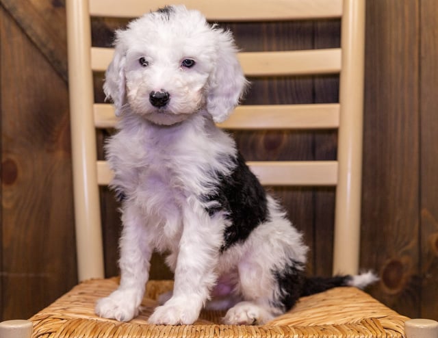 Wilber is an F1B Sheepadoodle for sale in Iowa.