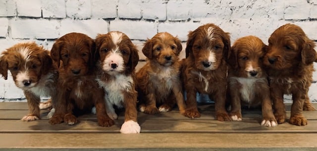 A litter of Mini Irish Doodles raised in Iowa by Poodles 2 Doodles