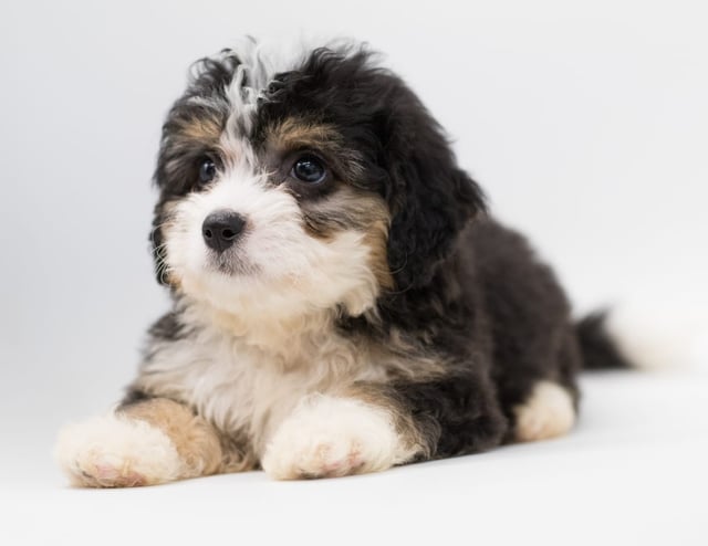 Fox is an F1 Bernedoodle for sale in Iowa.