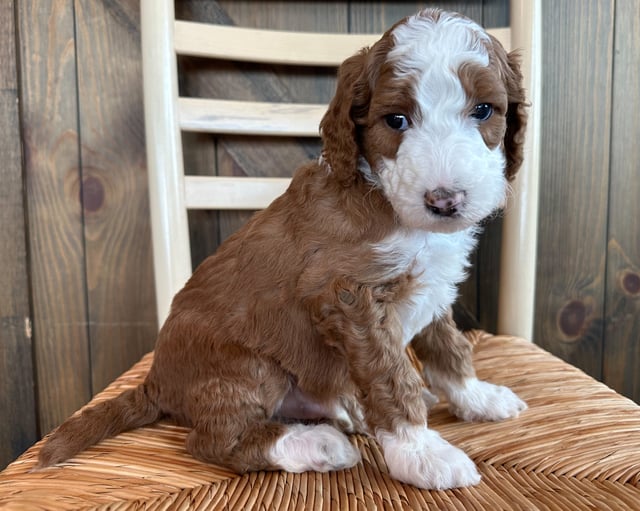 Floyd came from Zella and Scout's litter of F1B Goldendoodles