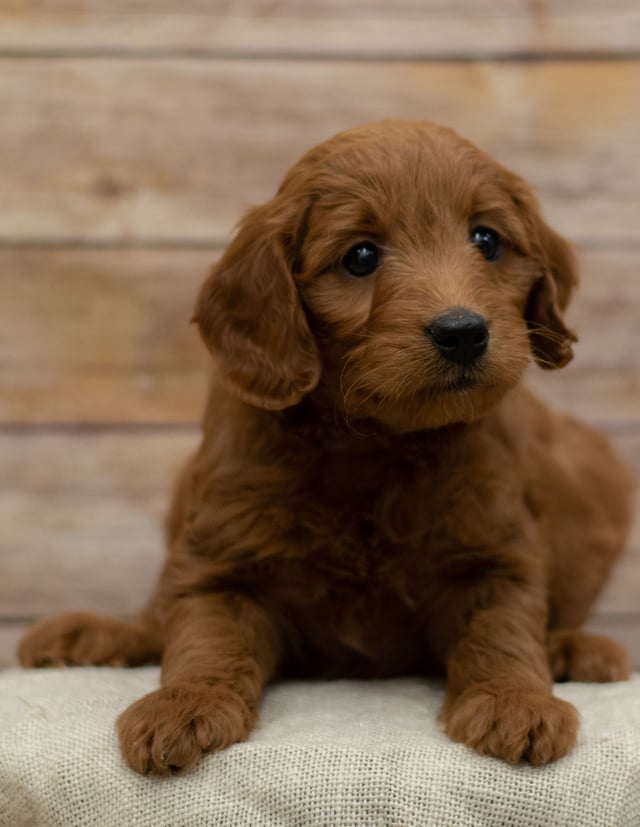 Hope came from Hope and Griffin's litter of F1 Goldendoodles