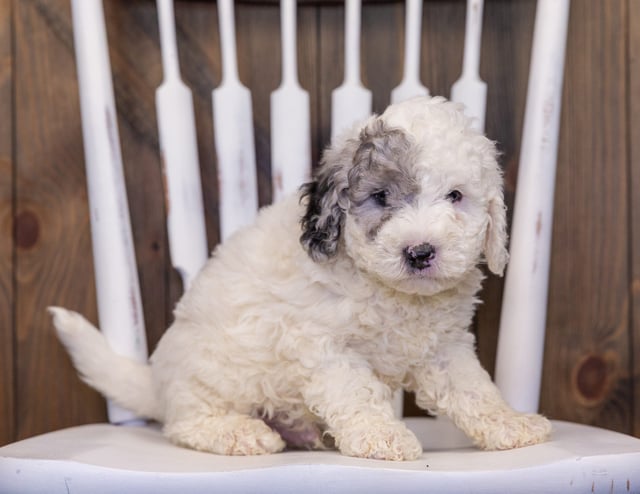 A picture of a Hunter, one of our Mini Sheepadoodles puppies that went to their home in New York