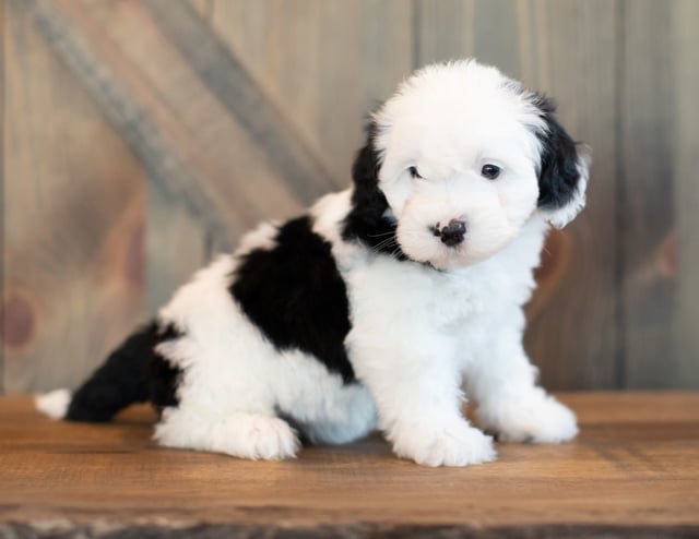 A picture of a Visa, one of our Mini Sheepadoodles puppies that went to their home in California