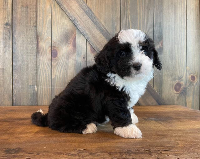 Albert came from Jersey and Bentley's litter of F1 Bernedoodles