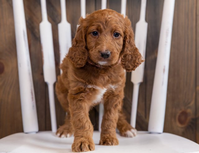 Zara came from Jinx and Zara's litter of F1 Irish Doodles