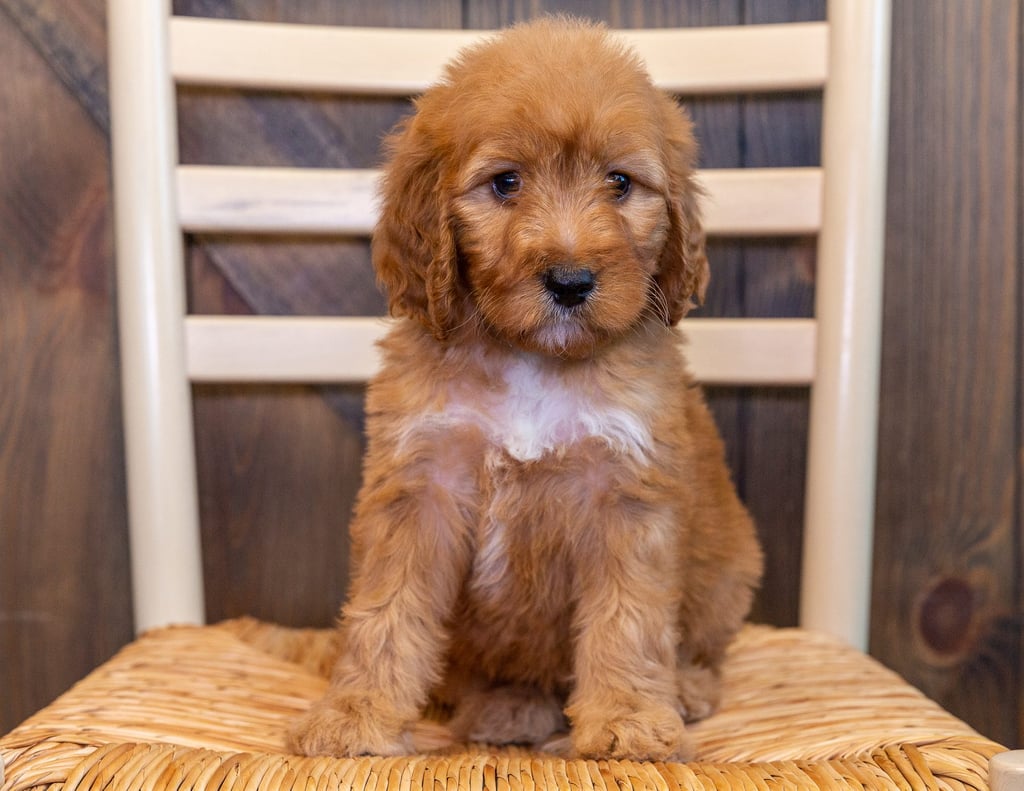 A picture of a Tiny, one of our Standard Irish Doodles puppies that went to their home in Missouri 