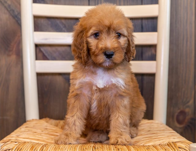 Another pic of our recent Irish Doodle litter