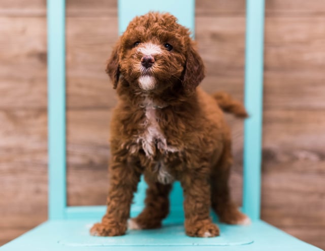 A picture of a Darla, one of our Mini Goldendoodles puppies that went to their home in Wisconsin 