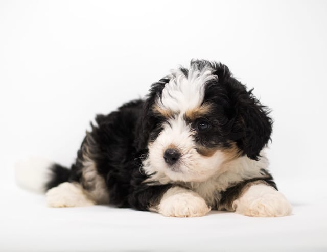 Another great picture of Fox, a Bernedoodles puppy