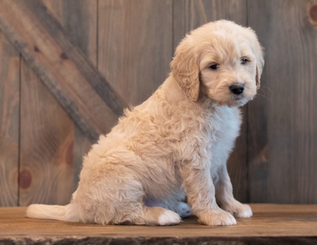 A picture of a Ted, one of our Mini Goldendoodles puppies that went to their home in Iowa