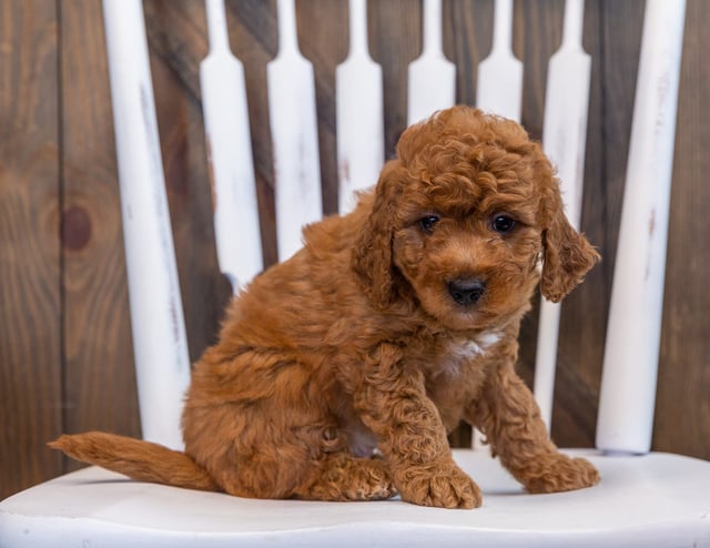 A picture of a Dezi, one of our  Goldendoodles puppies that went to their home in Nebraska