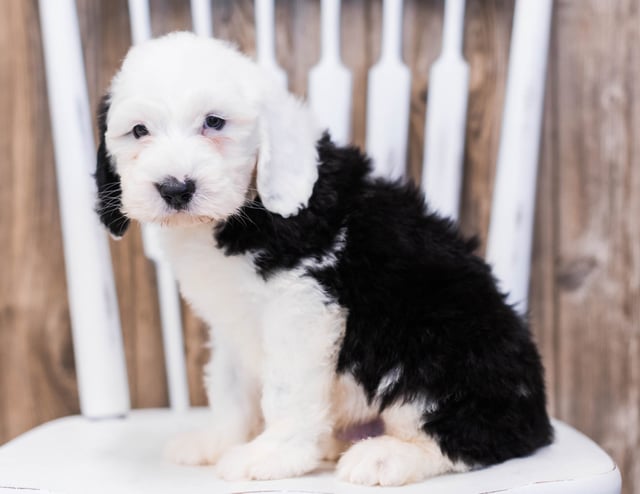 Eko is an F1 Sheepadoodle that should have  and is currently living in New Jersey