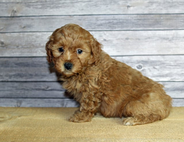 Ursula came from Penny and Taylor's litter of F1B Goldendoodles