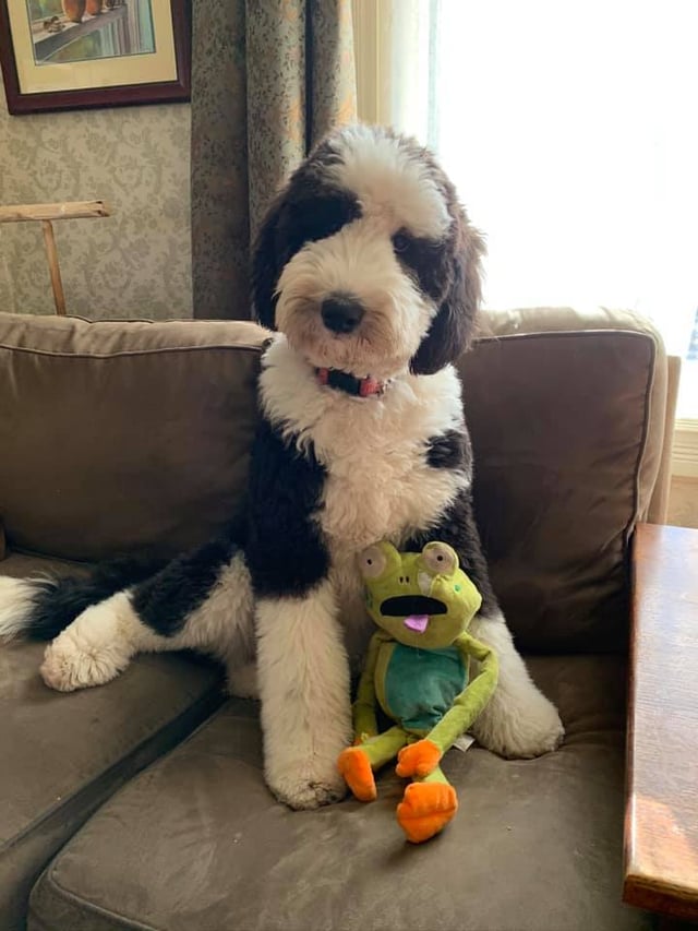 F1 Standard Sheepadoodle Puppy