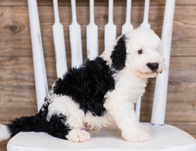 Sheepadoodles bred in in Iowa by Poodles 2 Doodles