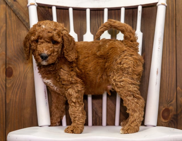 Zach is an F1B Goldendoodle that should have  and is currently living in California