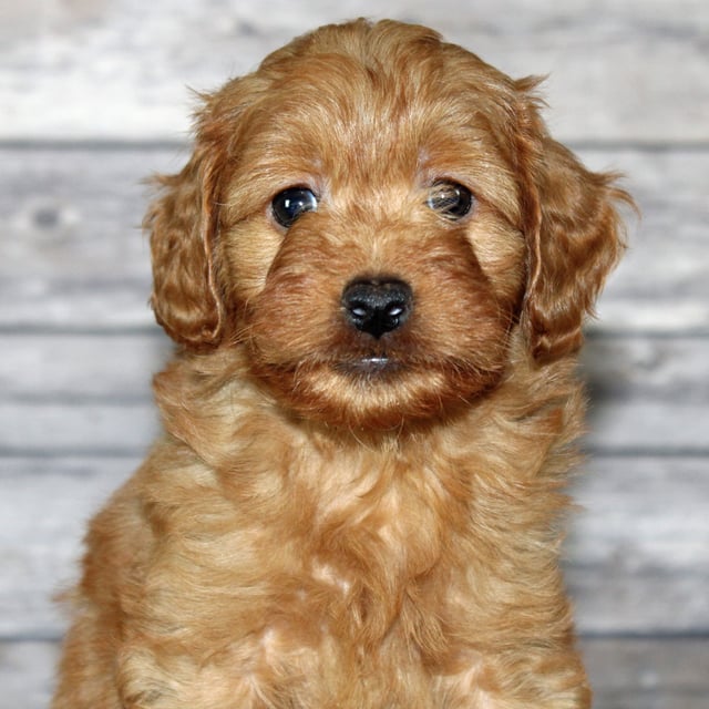 A picture of a Yzma, one of our Petite Irish Goldendoodles puppies that went to their home in Illinois