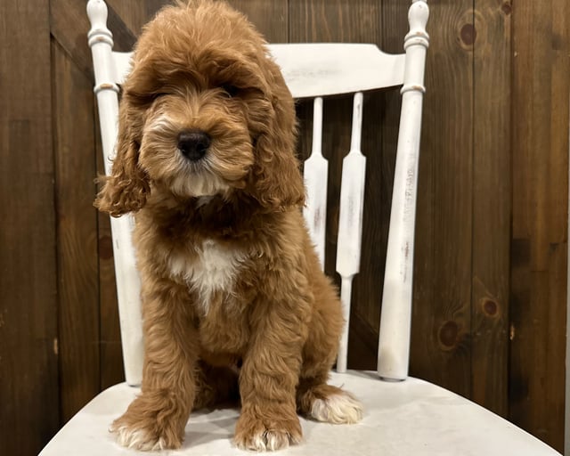 A picture of a Porky, one of our Standard Goldendoodles puppies that went to their home in Iowa 