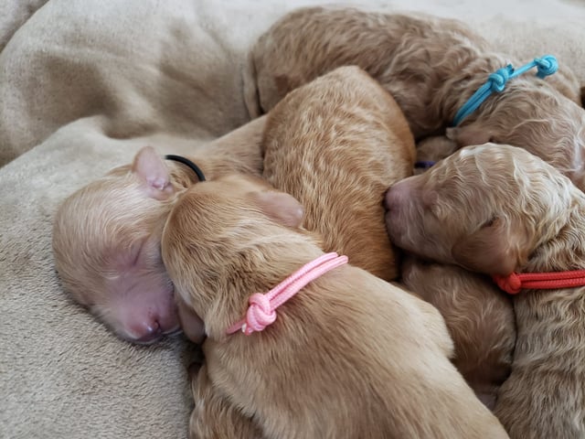 This litter of Irish Goldendoodles are of the F2B generation.