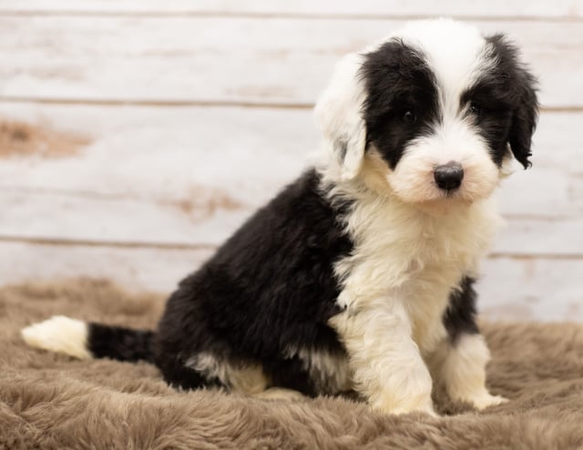 Mia came from Tuxxy and Bentley's litter of F1 Sheepadoodles