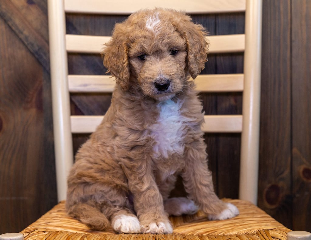 A picture of a Yara, one of our Standard Goldendoodles puppies that went to their home in Iowa