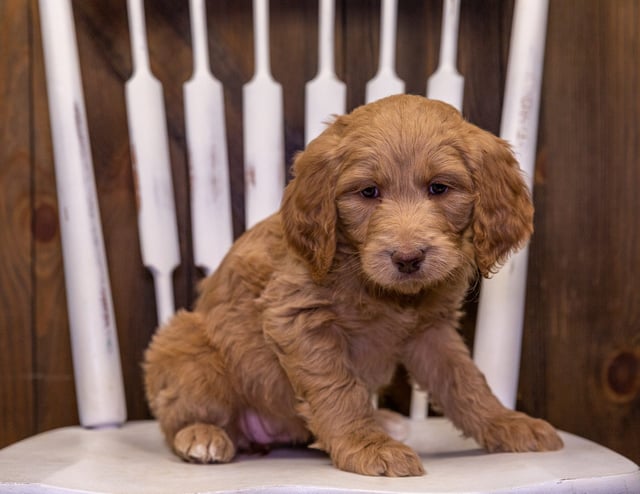 A picture of a Tasha, one of our Standard Goldendoodles puppies that went to their home in Iowa
