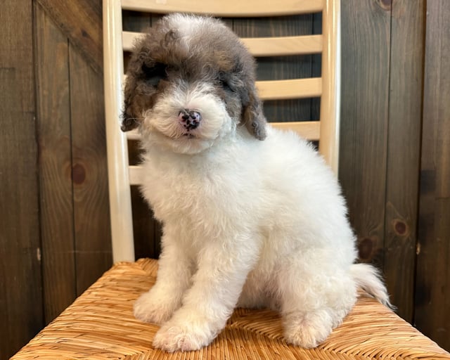 Capri is an F2B Sheepadoodle for sale in Iowa.