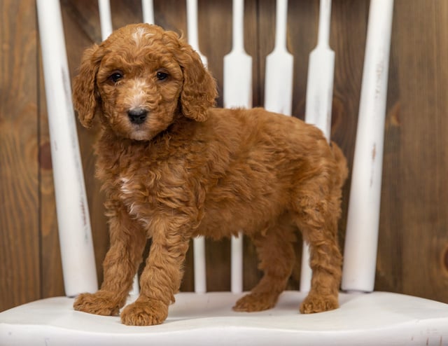 Echo is an F1BB Goldendoodle that should have  and is currently living in Colorado