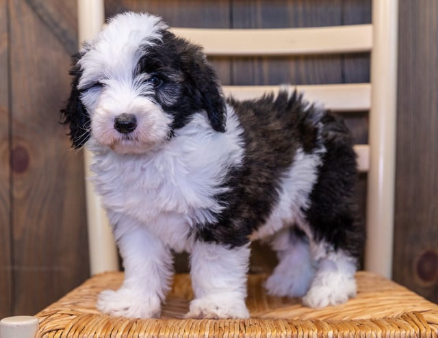 Navy is an F1 Sheepadoodle that should have  and is currently living in Texas