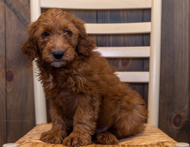 These Goldendoodles were bred by Poodles 2 Doodles in Iowa. Their mother is Aspen and their father is Reggie