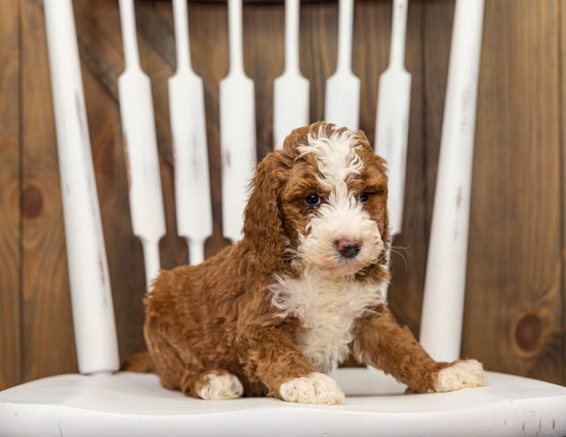 A picture of a Faye, one of our Standard Goldendoodles puppies that went to their home in Iowa