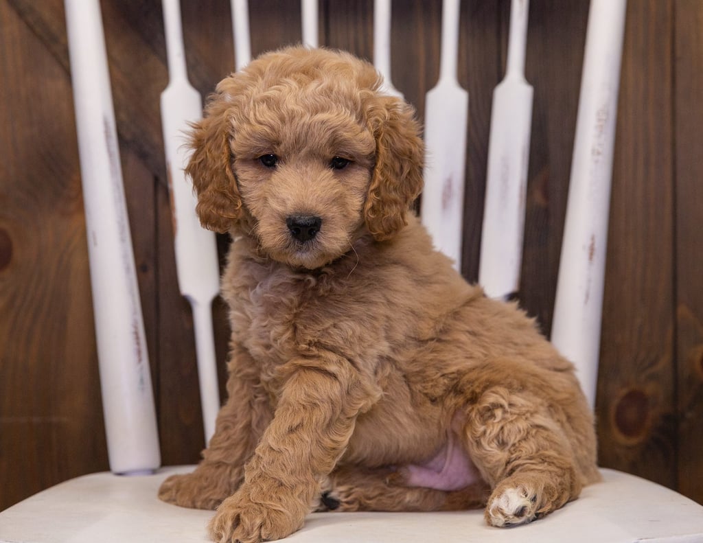 Jett is an F1 Goldendoodle that should have  and is currently living in Minnesota