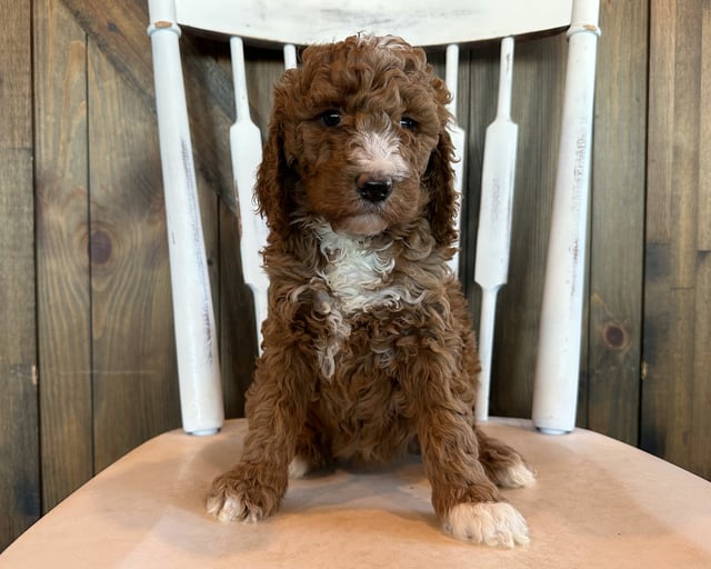 Gigi came from Brandy and Scout's litter of F1B Goldendoodles