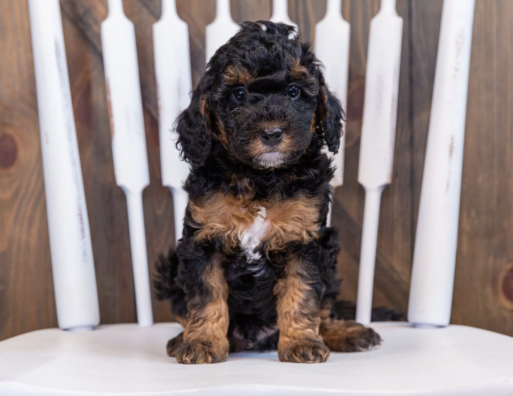 Fritz came from Raven and Ozzy's litter of F1BB Bernedoodles