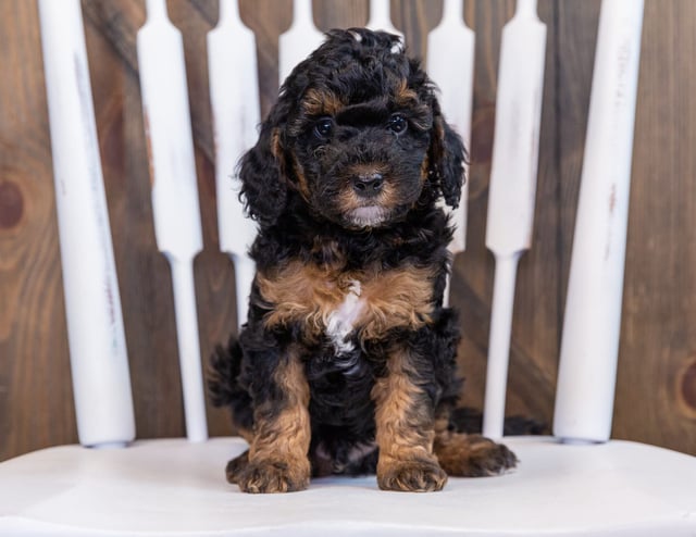 Fritz came from Raven and Ozzy's litter of F1BB Bernedoodles