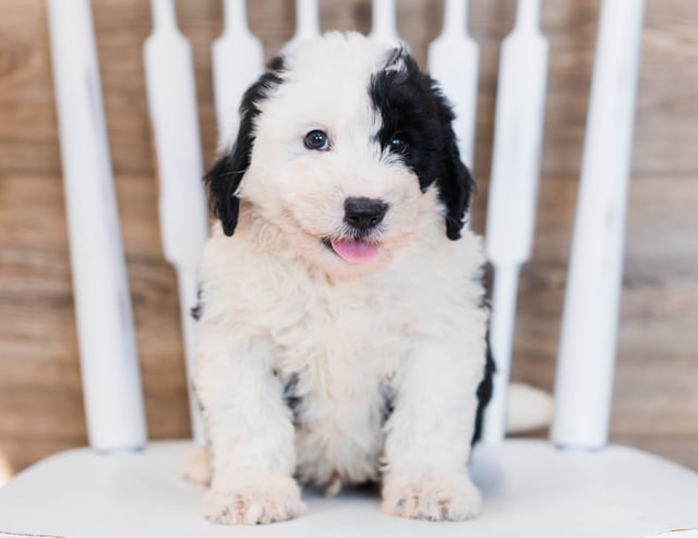 Cliff is an F1 Sheepadoodle that should have  and is currently living in Illinois