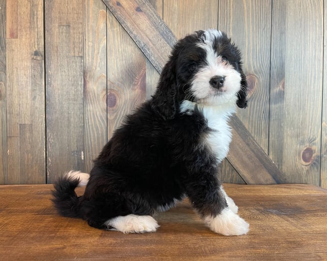 Zelda came from Della and Bentley's litter of F1 Bernedoodles