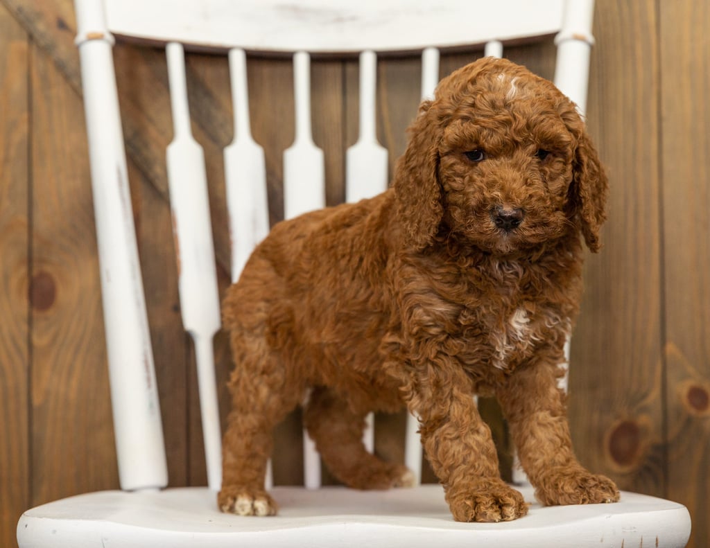 A picture of a Fin, one of our Standard Goldendoodles puppies that went to their home in Nebraska